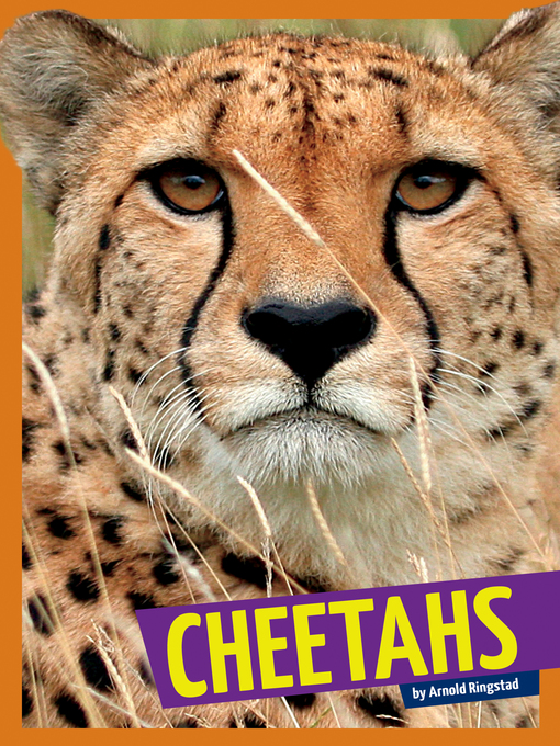 Title details for Cheetahs by Arnold Ringstad - Available